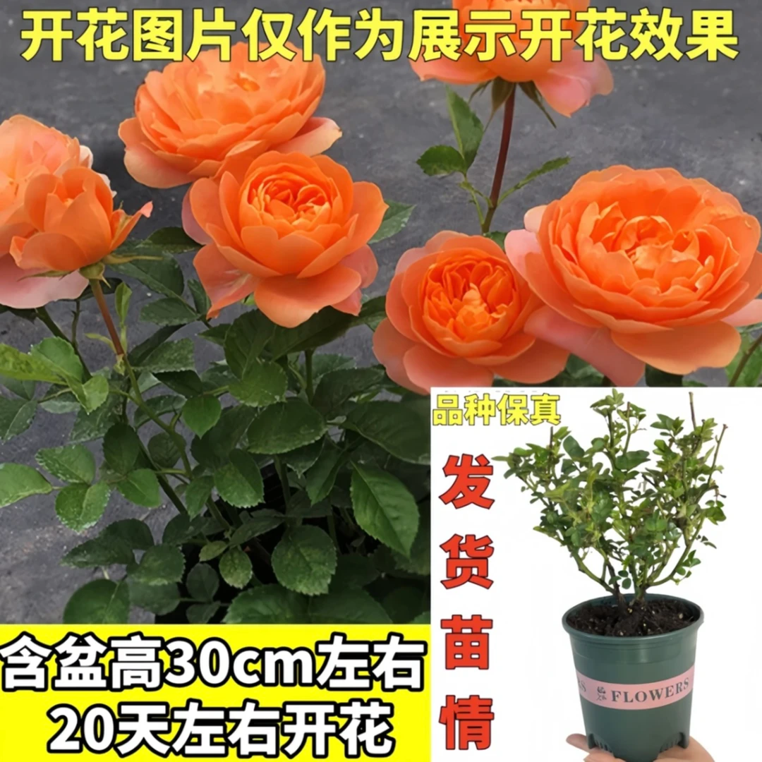 果汁阳台月季花苗浓香型庭院室内四季开花耐热抗寒易活带花苞