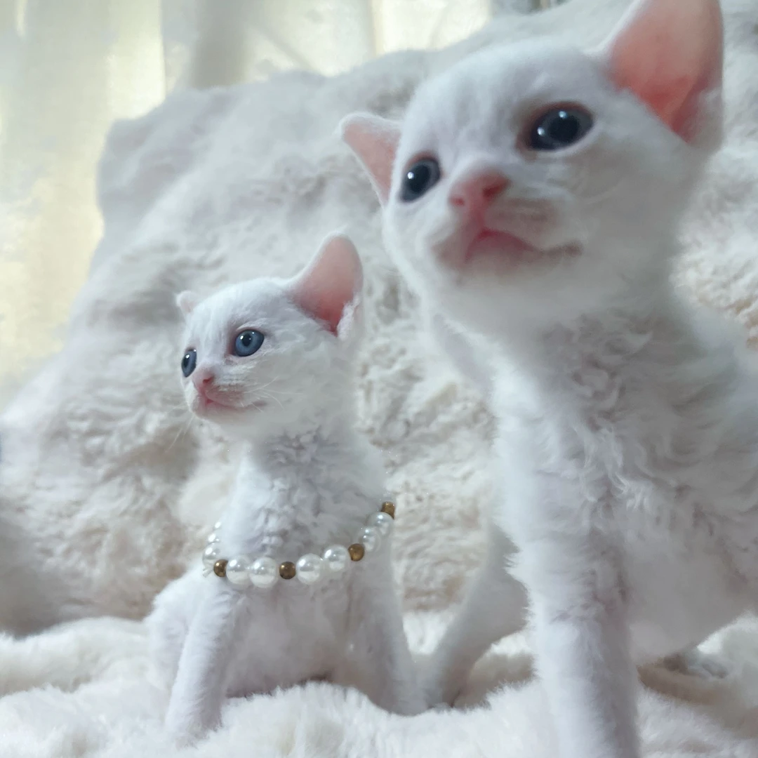 白色德文卷毛猫弟弟