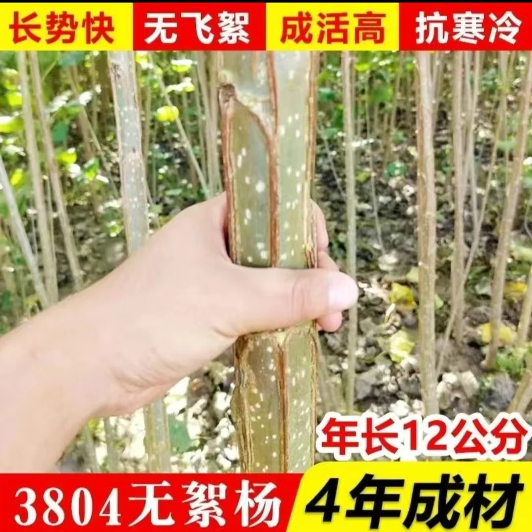 速生杨107白杨树苗3804无絮杨中华红叶杨杨树苗绿化植物防沙造林