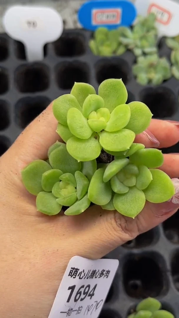 1694 cf1474多肉植物