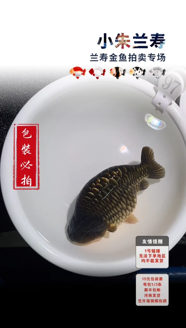 金鱼包装必拍未拍顺丰到付97号
