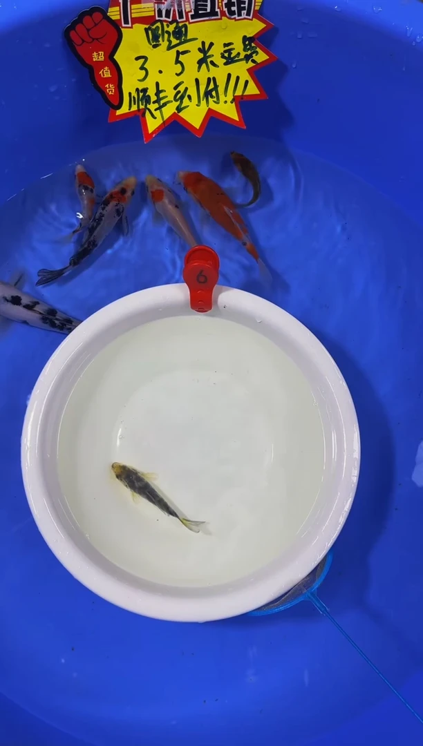 锦鲤活体二号链接