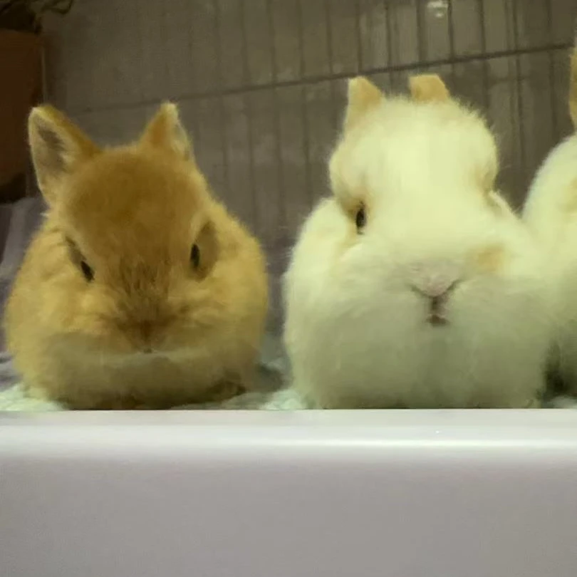 大珍珠家活体宠物兔双血侏儒兔