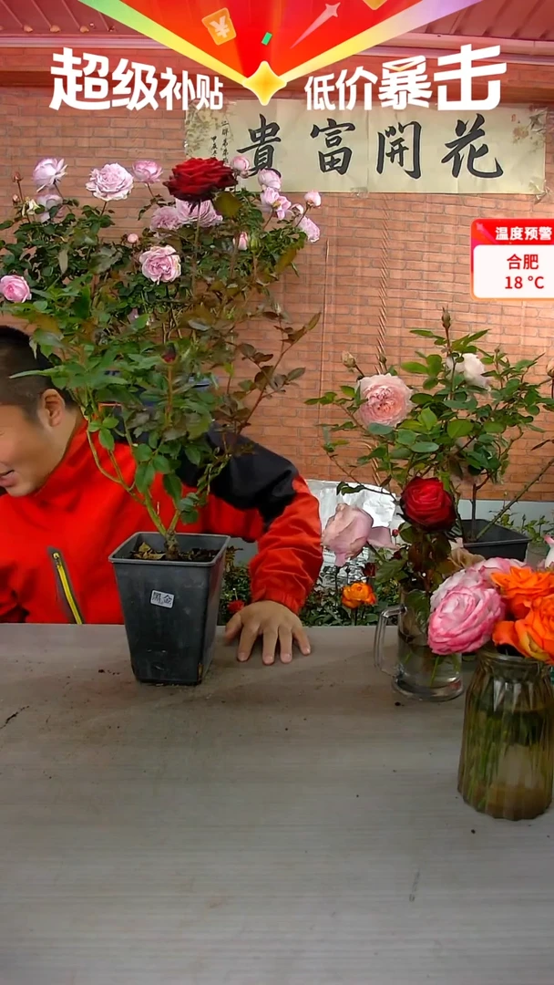 当前无花朵，栽培后可花朵黑金