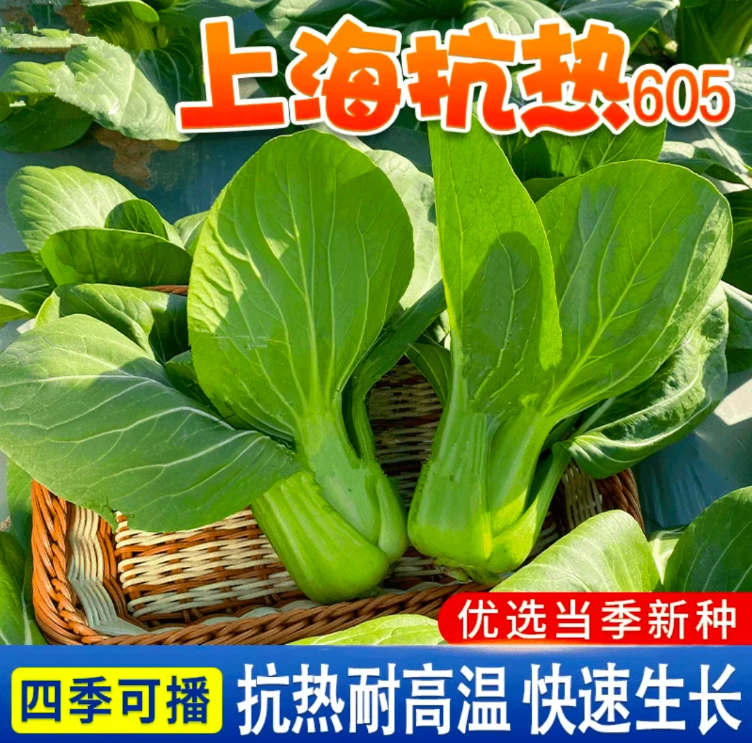 绿娜青梗菜抗热605青菜种子  夏季耐热阳台蔬菜种籽