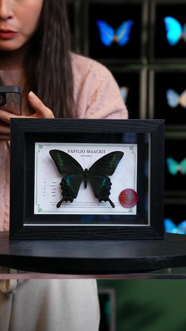 绿带翠凤蝶夏型8寸黑框国风版