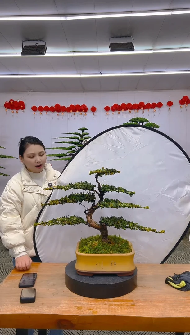 【闪购商品】盆景1