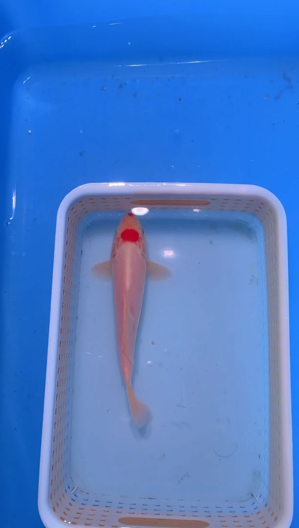 锦鲤血统锦鲤观赏鱼好养活