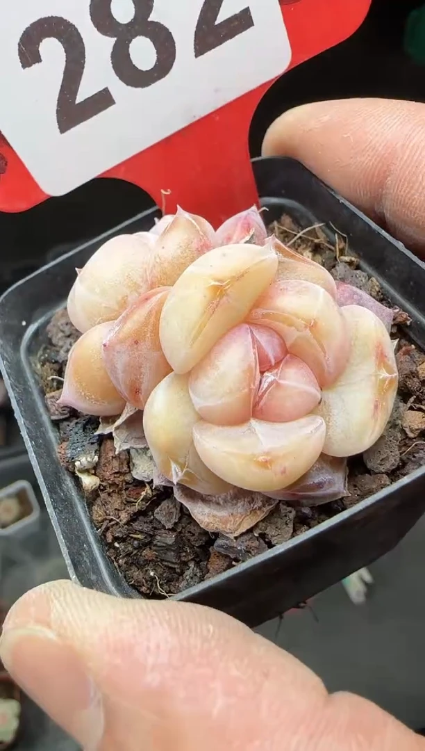 【闪购商品】一物一拍0210—28 2