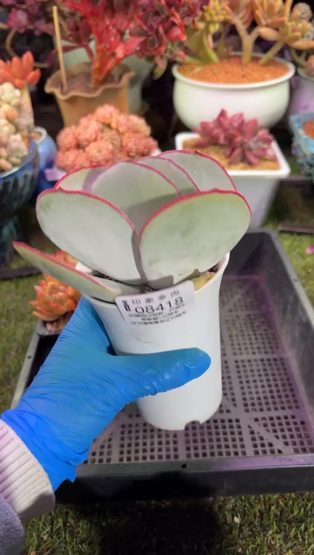 【闪购商品】08418