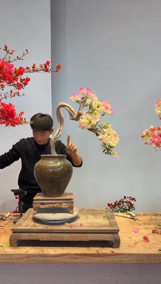 以实际为准三角梅88