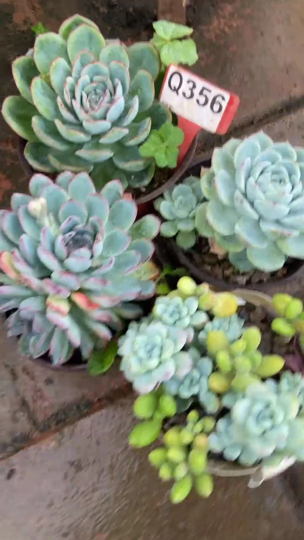 Q356多肉组合默认脱土发货