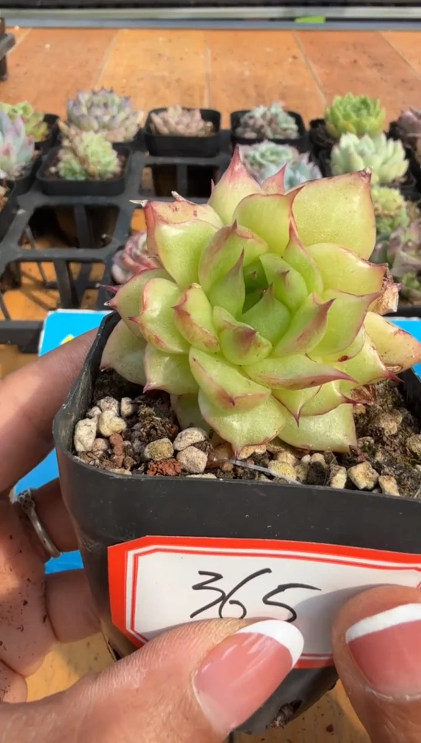 东云多肉园二店-365