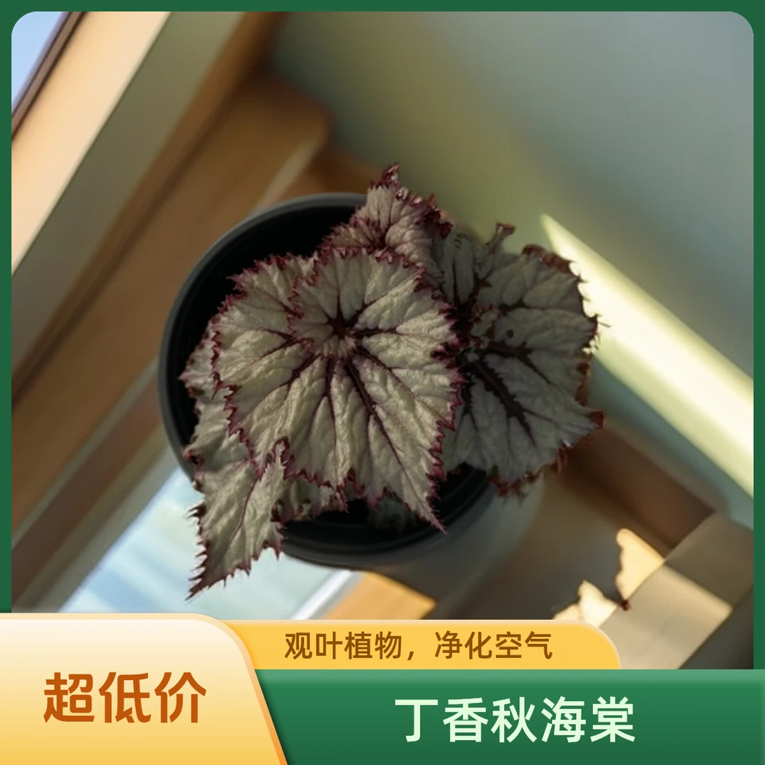 丁香 秋海棠热植 福利款不包叶损《两单包邮》