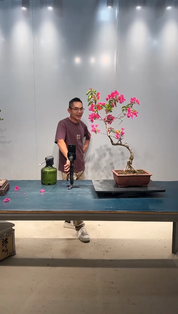 无花朵海岛翠米茶海岛翠米茶
