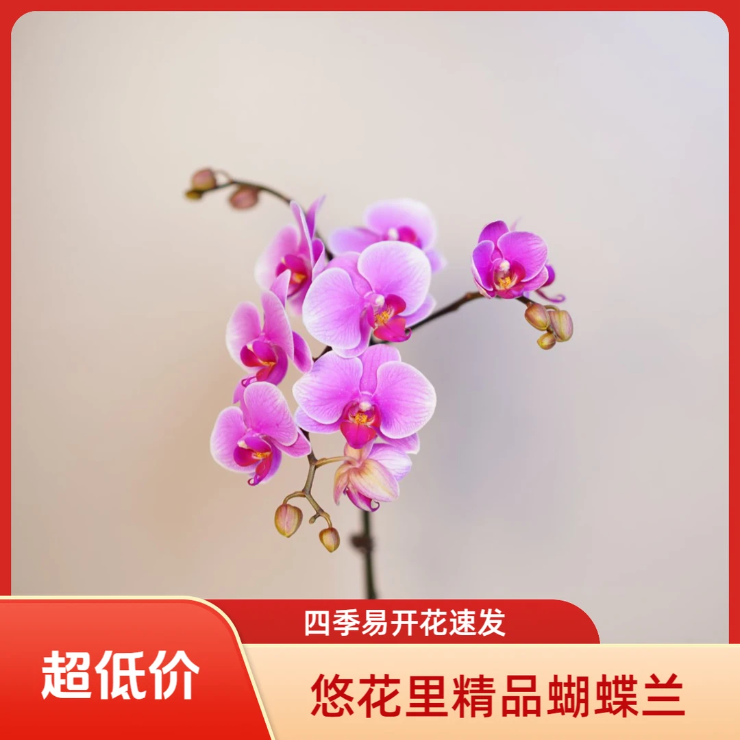 悠花里蝴蝶兰(红霞飞）带花带花苞开花珠发货