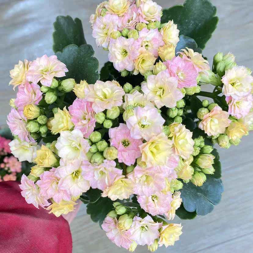 彩虹糖花后苗120盆长寿花
