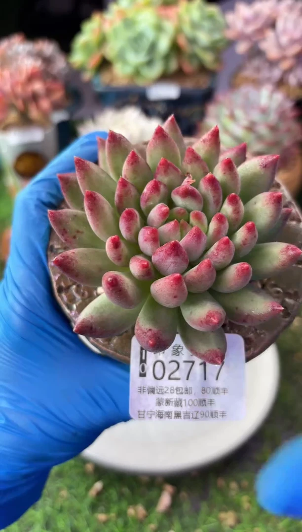 昆明印象多肉02717