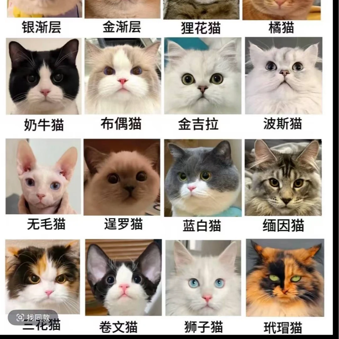 华子全品类宠物猫咪布偶金渐层银渐层蓝猫起司缅因等