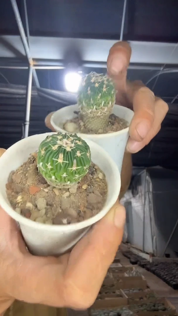 实生太刀兰9.99