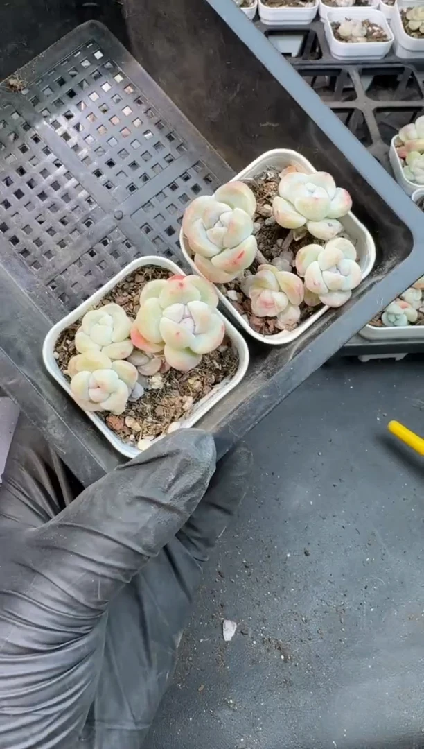 【闪购商品】57号到手1框--江北多肉