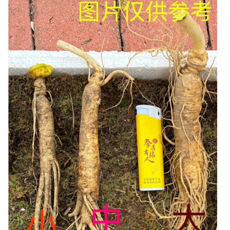 【书记推荐】长白山嘎嘎新鲜人参中秋送礼长辈土特产煲汤泡酒煮水