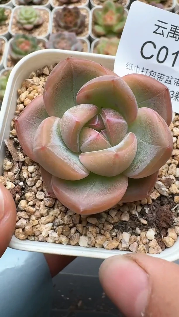 101C云禹多肉植物 带盆土纸巾打包 3颗包邮