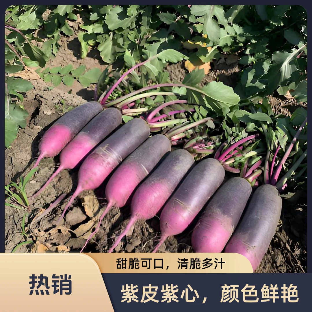 水果萝卜生吃山东爽脆清甜当季