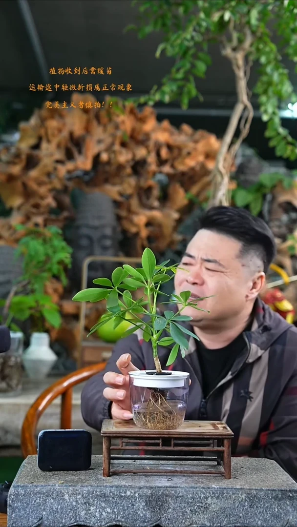 完全开放鸭掌木126T