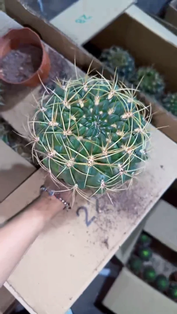 狂刺 美花海王【实生根】