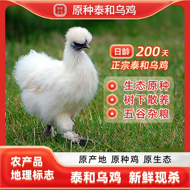 《食安放心》正宗泰和乌鸡散养200天土鸡营养健康顺丰包邮白羽鸡