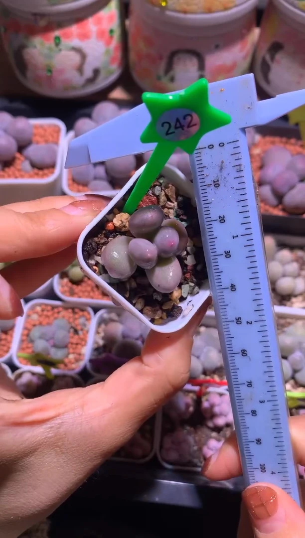 米可奶酪，满28包邮，不满发一个叶片到付