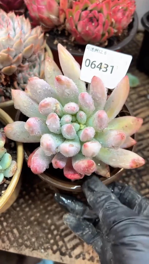 用****7阿迷洲多肉花卉06431