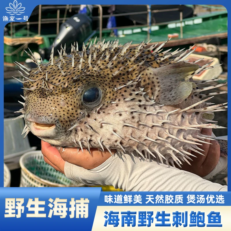 【刺鲍鱼肉】海南特色海鲜 新鲜现切 深海捕捞刺豚鱼龟鱼天然胶质