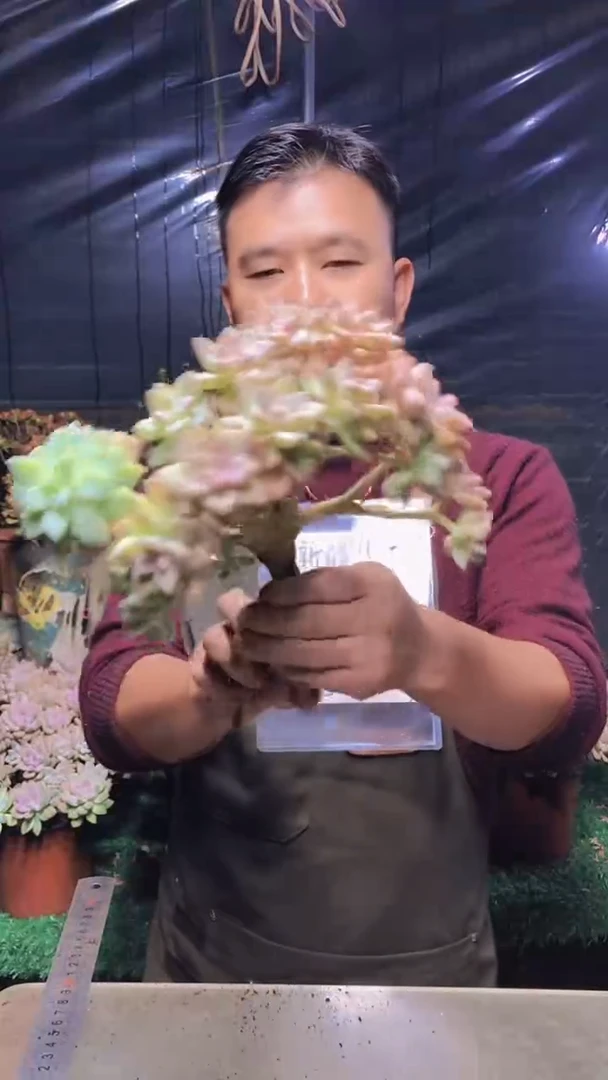 212淡雪缀化（一物一拍）