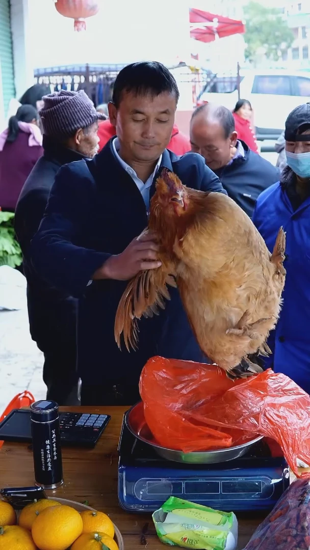 中国大陆淹鸡Y04（8.7斤）