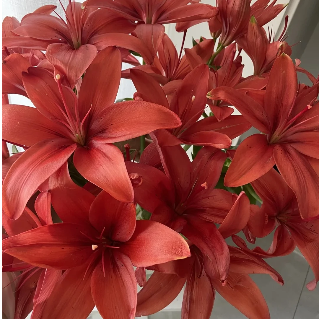 【红唇亚百合】百合云南鲜花一单包邮 发货后不支持退款