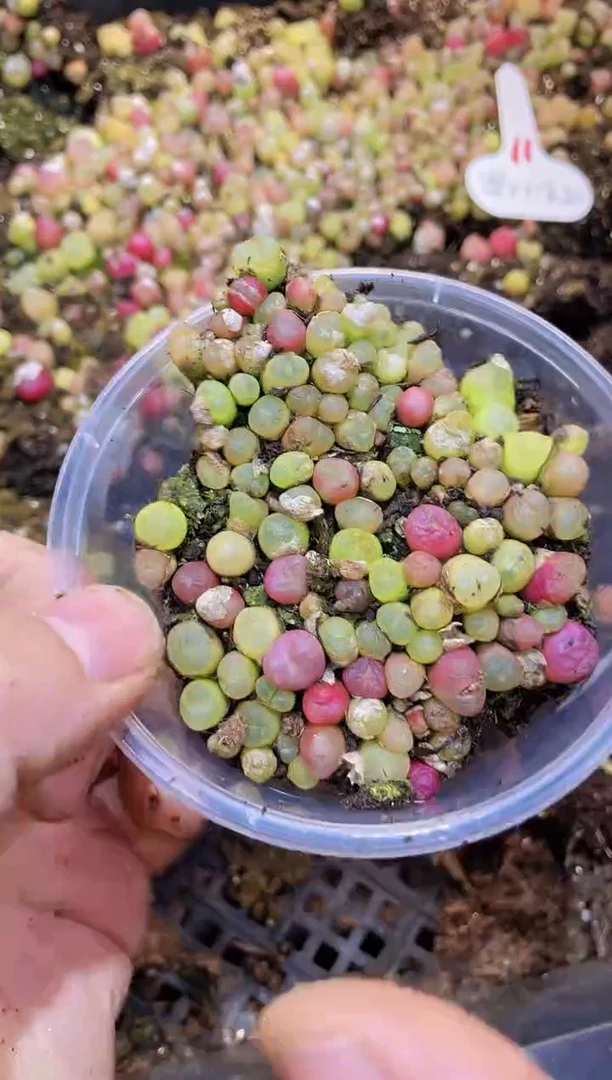 【闪购商品】014毛汉尼量拍1盒