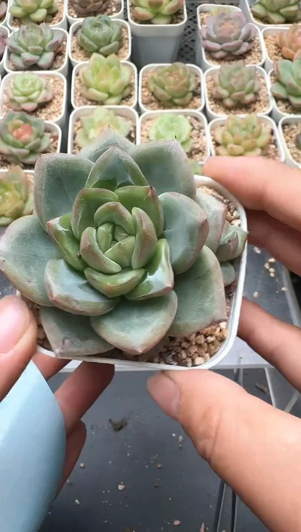 374D云禹多肉植物 带盆土纸巾打包 3颗包邮