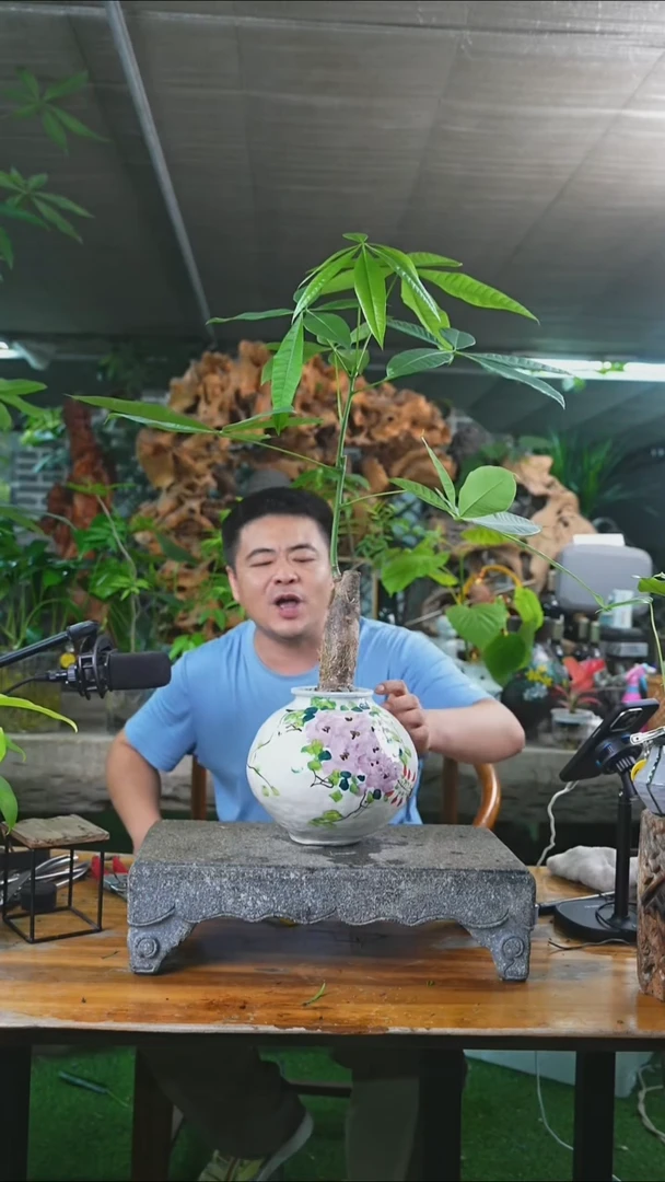 完全开放发财树340+