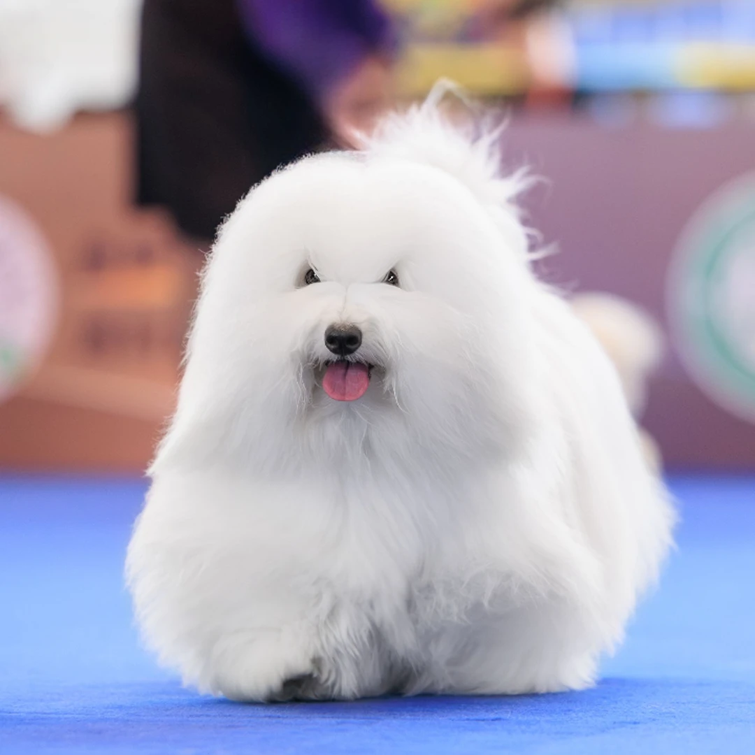 【麦乐萌犬舍】棉花面纱犬（一物一拍）预定发货补尾款