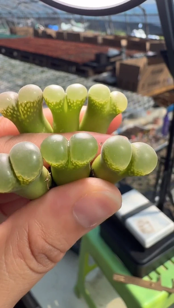 7-16多肉植物肉锥定向株一颗