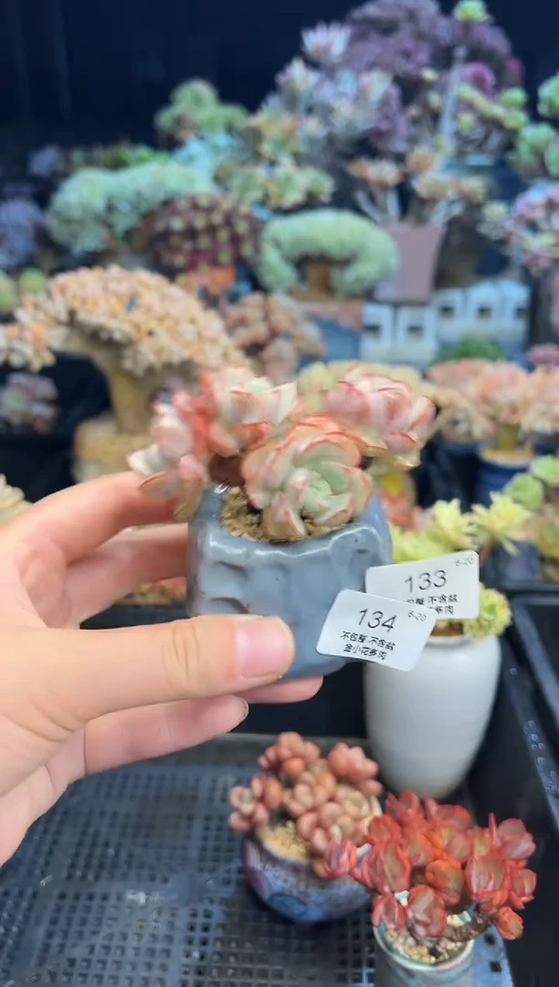 胖*丫134         花盆