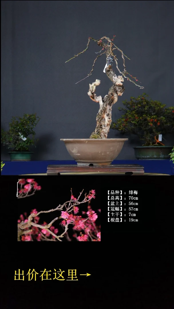 无花朵雷*绯梅 不包邮