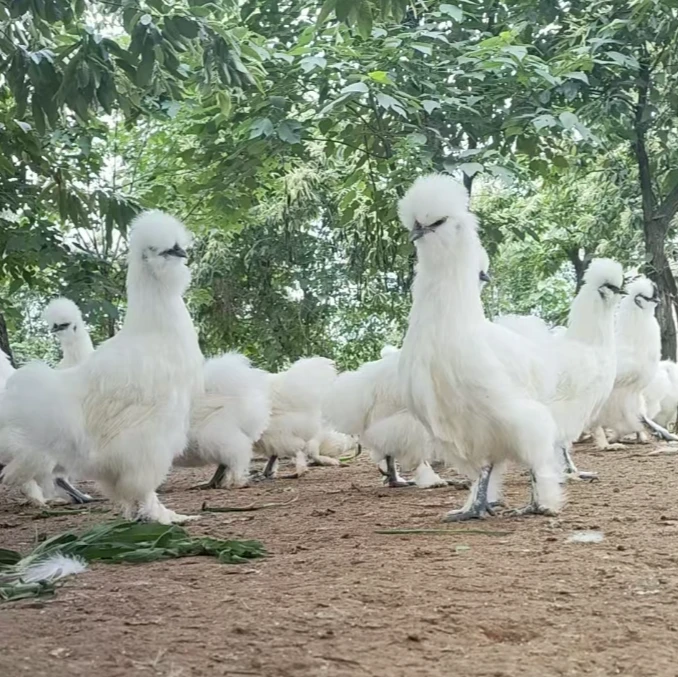 （活体）成年宠物鸡 丝毛乌骨鸡 泰和乌鸡 温柔 可爱 通体丝羽 洁白