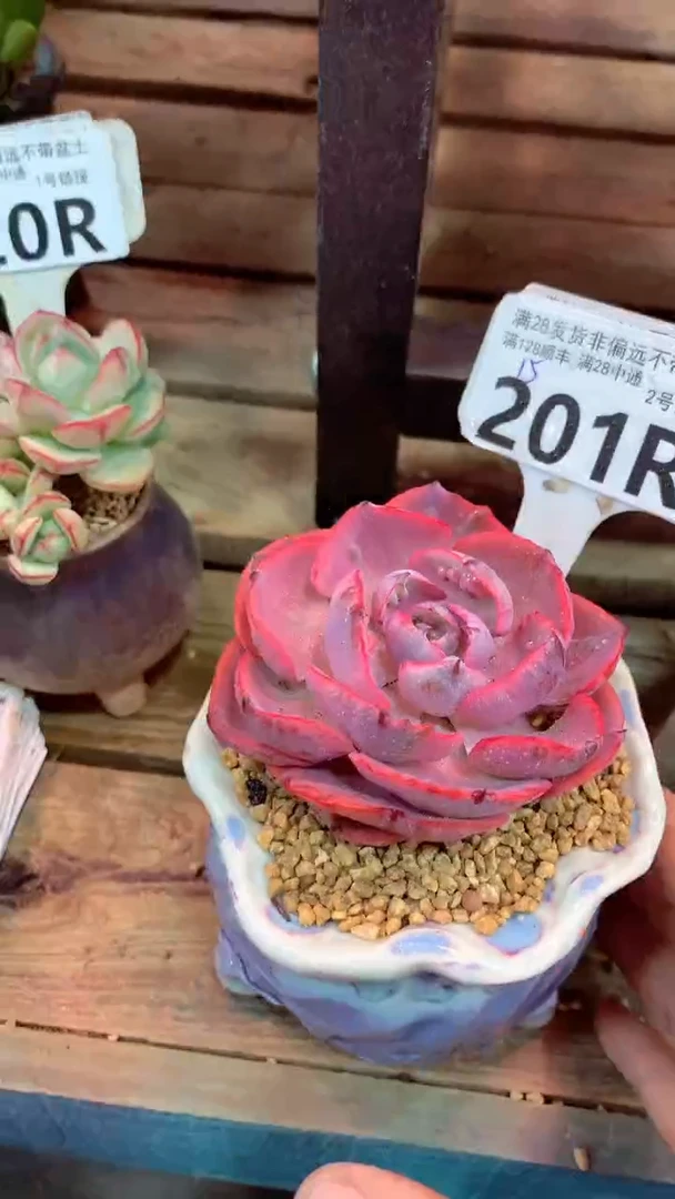 201R（一物一拍实付满28发货，默认不带盆土）