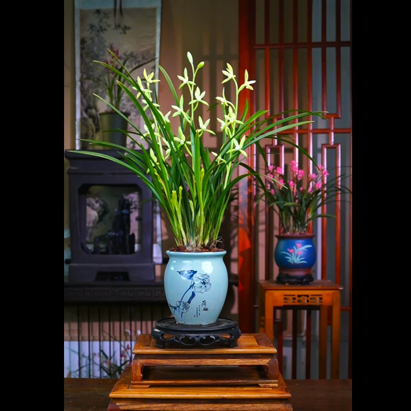 兰花建兰 [漓江雪]带花苞花剑景德镇陶瓷花盆室内外浓香型