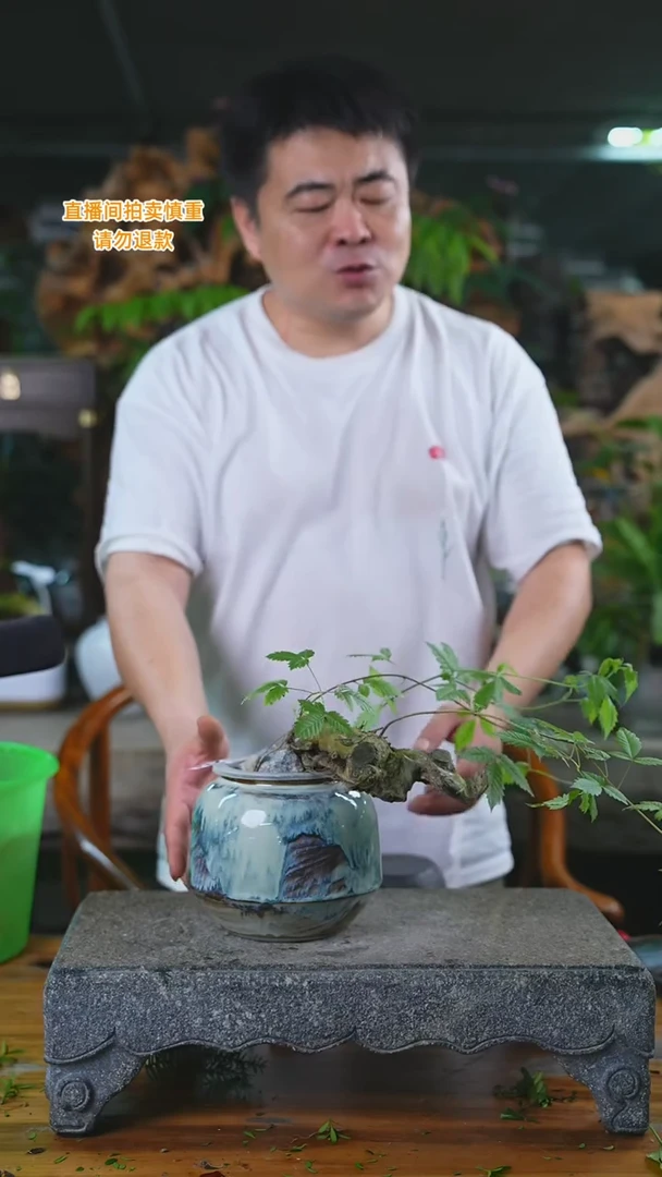 当前无花栽培后可以开花黄荆274+