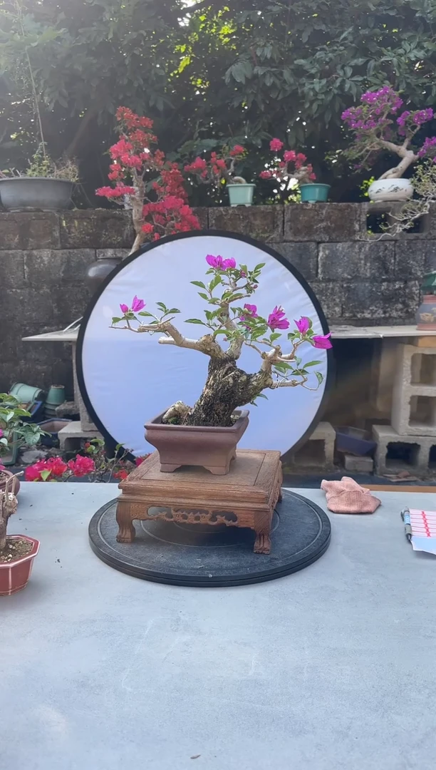 木*三角梅小叶紫