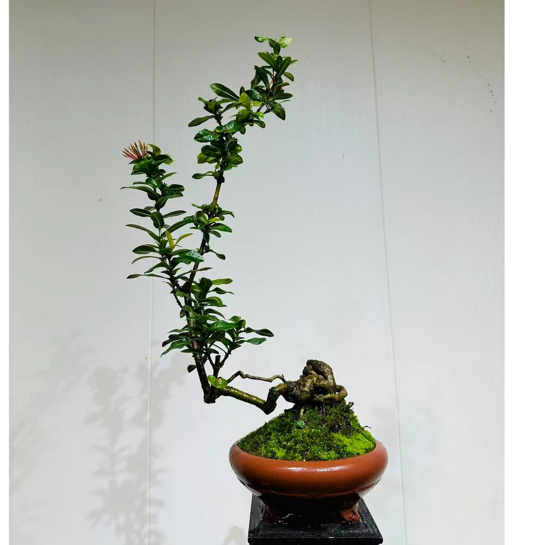 【叶胜园艺】精品小叶龙船花功夫桩盆景